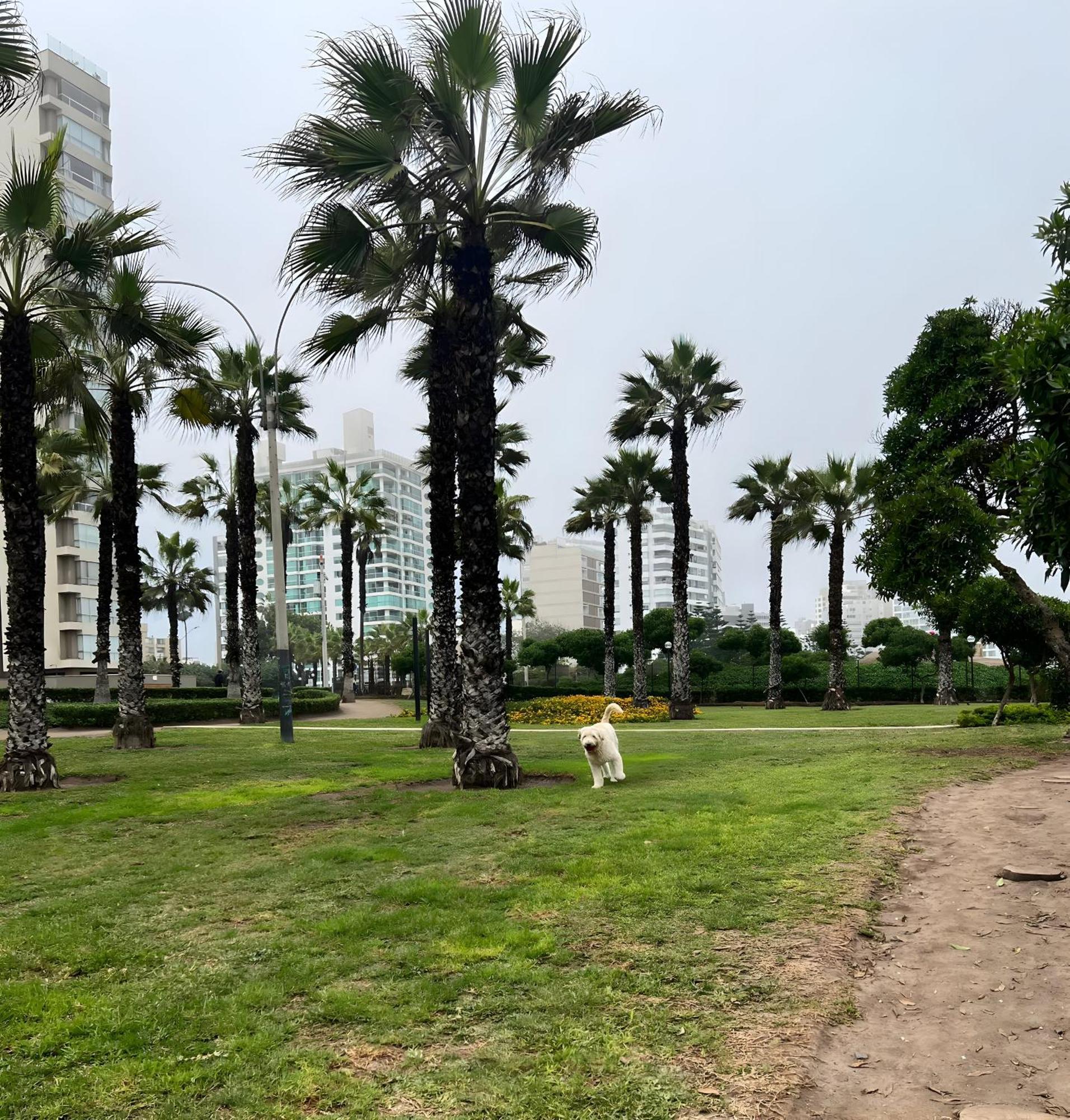 Modern 1Br Loft Close To The Seawalk Of Miraflores Lima Eksteriør bilde